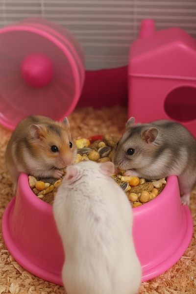 MD×JOA Hamster Yemi 500 gr Lüks Vitaminli Hamster Yemi