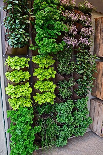 Gardina Dereotu Fidesi 20 Adet