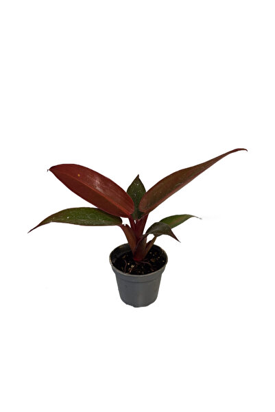Betonish Philodendron 'Red Sun'