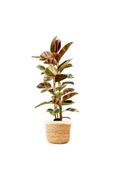 Fidanburada Pembe Alacalı Kauçuk - 2 Gövdeli - XL (Ficus Elastica Belize) Lan...