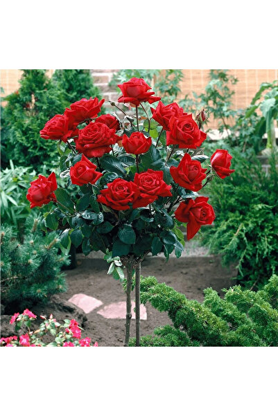 Ecoterapia Trandafir cu tulpină înaltă Ingrid Bergman (140 cm)