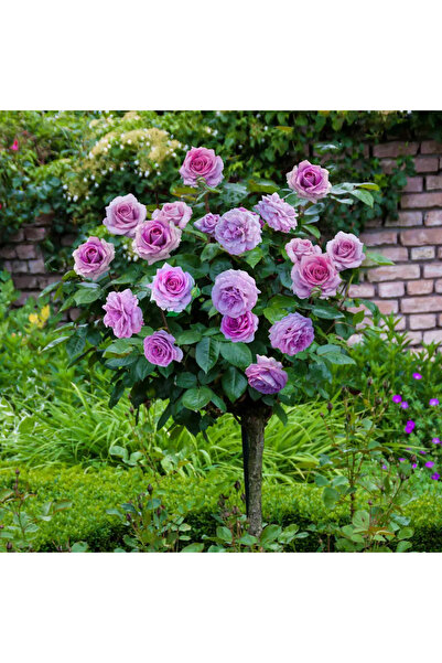 Ecoterapia Висока роза Еминенс (140 см)