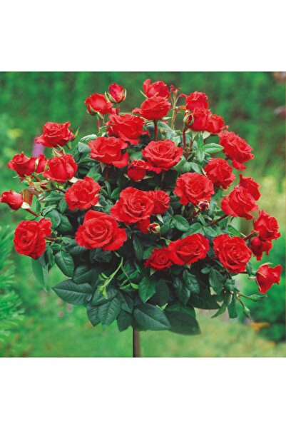 Ecoterapia Trandafir cu tulpină înaltă 'Mister Lincoln' (140 cm)