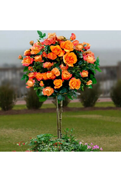 Ecoterapia Trandafir cu tulpină înaltă Monica (140 cm)