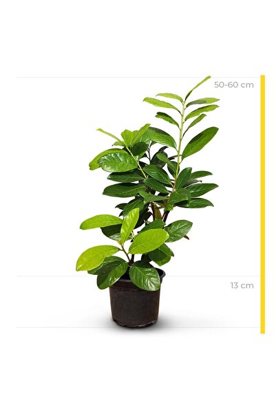 Ecoterapia Laur Englezesc (Prunus laurocerasus) la ghiveci 3L – arbust veșnic verde, ideal pentru gard viu