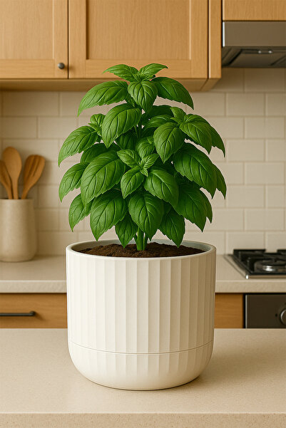 TEMMUZ HOME Zeraf Saksı No:2–1 Adet 2.6 Litre Tabaklı Masa veSehpa Üzeri Saks...