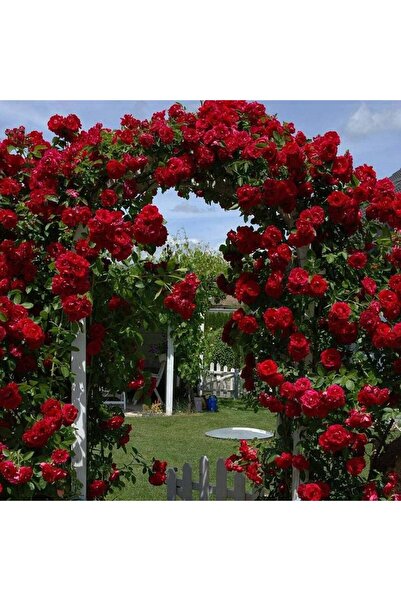 Tohumcumm 20 Adet Tohum Nadir Organik Kırmızı Sarmaşık Gül Tohumu Kabir Mezar...