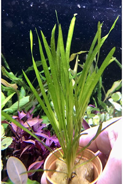 ADA Valisneria gigantea saz bitkisi dev saz