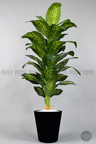 BİÇİÇEK Difenbahya Ağacı 180-220 cm Bambu Gövde