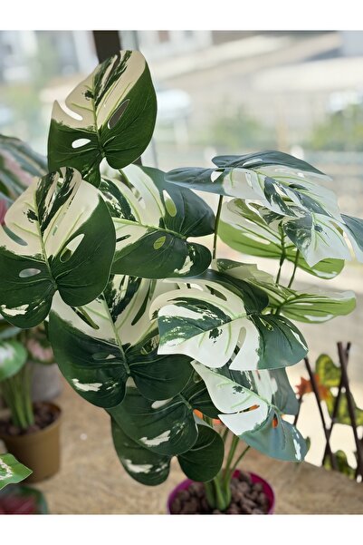 QUALITYHOME BEYAZ YEŞİL YAPRAKLI DEVE TABANI 50 CM SAKSILI