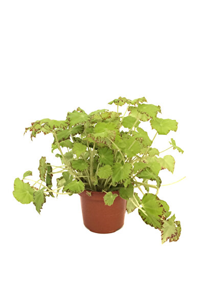 Betonish Begonia Rex 'Lima Love' (Begonya Çiçeği)