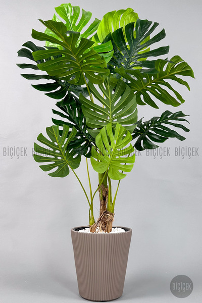 BİÇİÇEK Monstera Ağacı 160-200 cm Bambu Gövde