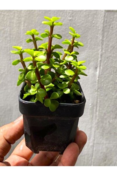 bitkidünyam Yeşim ağacı para çiçeği 5.5 saksıda ve olgun