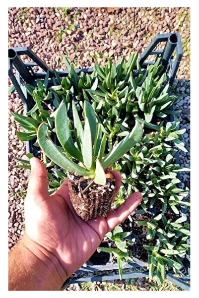 bitkidünyam 2 Adet 2 Renk Kaz Ayağı Fidanı