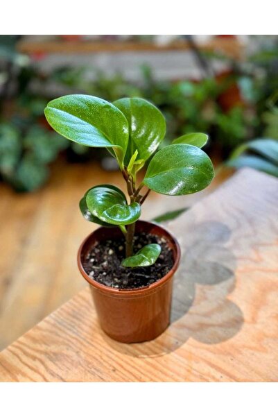 bitkidünyam Umut Bitkisi Peperomia Obtusifolia