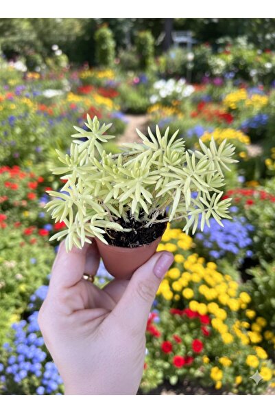 bitkidünyam Sarı Sedum Çiçeği 5.5 Saksı da