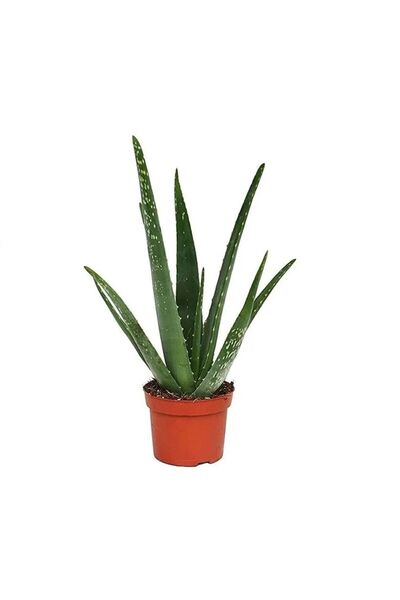 bitkidünyam Aloe Vera Kullanılmaya Hazır Jel Çıkarılabilir