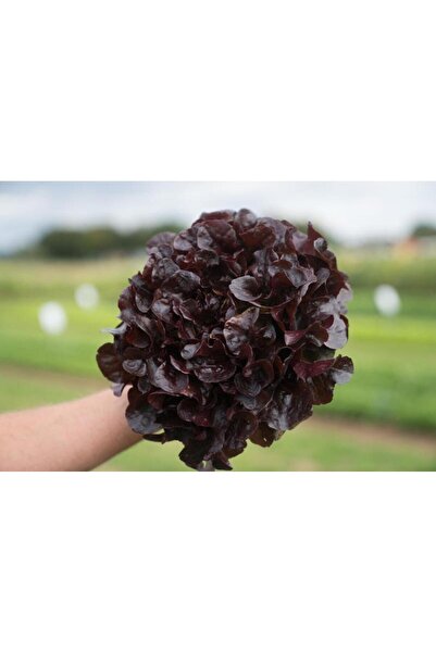 Güneydoğutopraksıztarım KIrmızı Palamut(Estagio) Marul 100 adet Tohumu