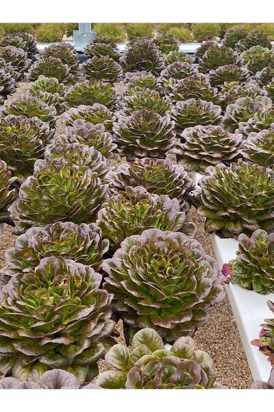 Güneydoğutopraksıztarım Kırmızı Gül(Rubagio) Marul Tohumu(100 Adet Tohum)