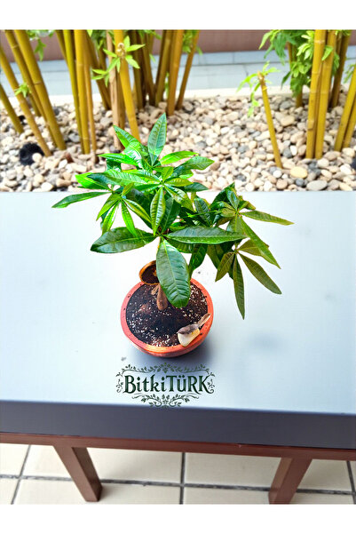 BitkiTÜRK İthal Pachira (Para ağacı) Özel tasarım beton saksı kuş ve portakal...