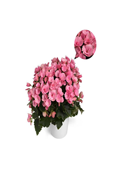 Belora Mixed begonia, H 35 cm