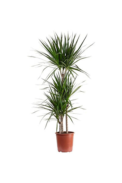 Belora Dracaena marginata plant, H 120-140 cm