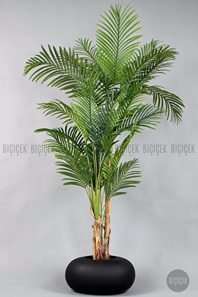 BİÇİÇEK Areka Ağacı 220-240 CM