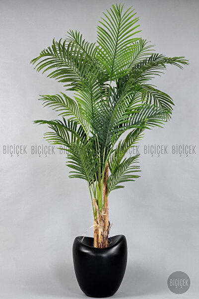 BİÇİÇEK Areka Ağacı 220-240 CM