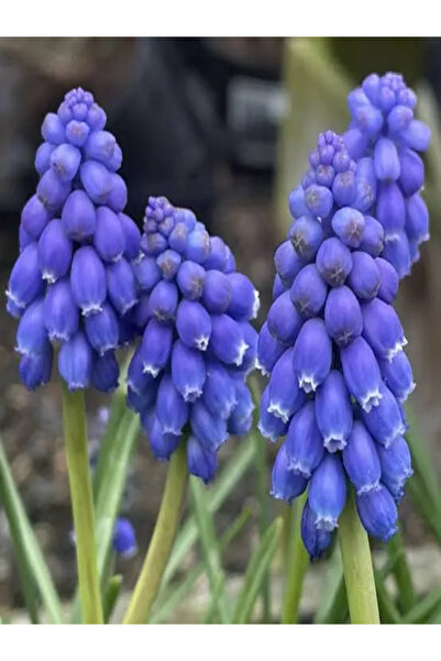 İlkadım Botanik 20 ADET ÜZÜM SÜMBÜLÜ SOĞANI