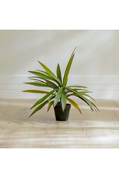 Danube Home 50 CM Artificial Yucca Plant in Green - Realistic Faux Plant with...