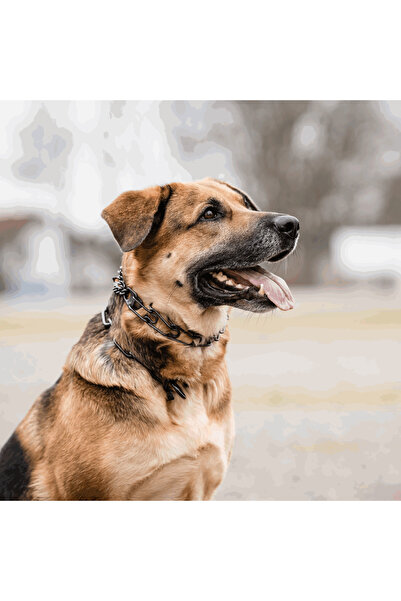 Sprenger Zgarda Dresaj Inox Negru 4mm/63cm