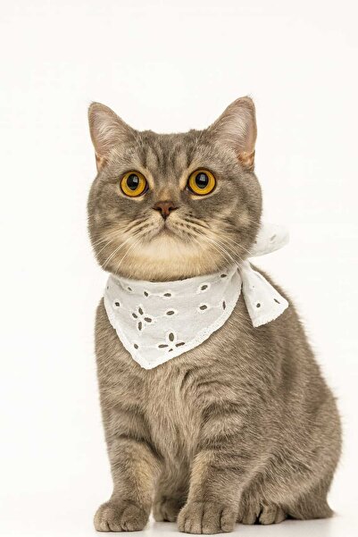 DodoJoy Fisto Detaylı Pamuklu Kedi Fuları ,Yumuşak ve Şık Aksesuar, Yavru ve ...