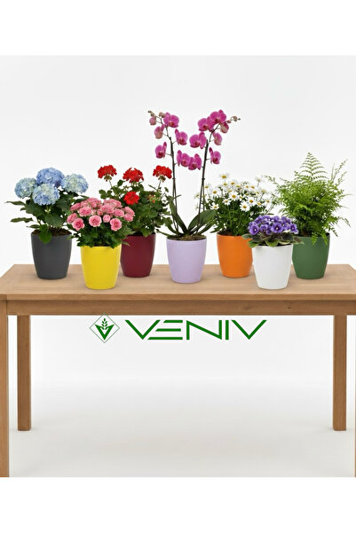 VENİV AGRİCULTURE Dekoratif Saksı 1.25 L- 7 Adet - Farklı Renk