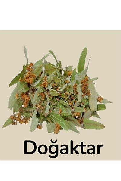 Doğa Aktar Yaprak ıhlamur