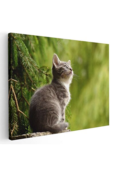 Tablou Canvas Tablou pisica gri cu alb in natura, cod 4272