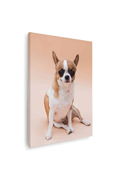 Tablou Canvas Tablou caine rasa Chihuahua, cod 4155