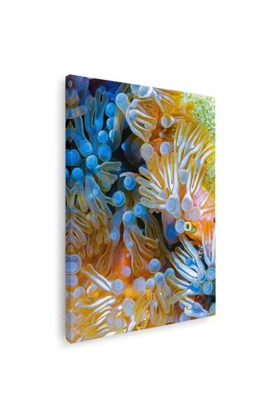 Tablou Canvas Tablou recif de corali si anemone, cod 1699
