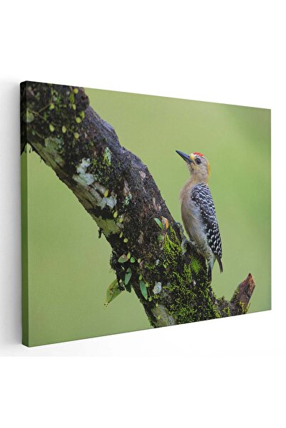 Tablou Canvas Tablou pasare pe copac in natura, cod 5216