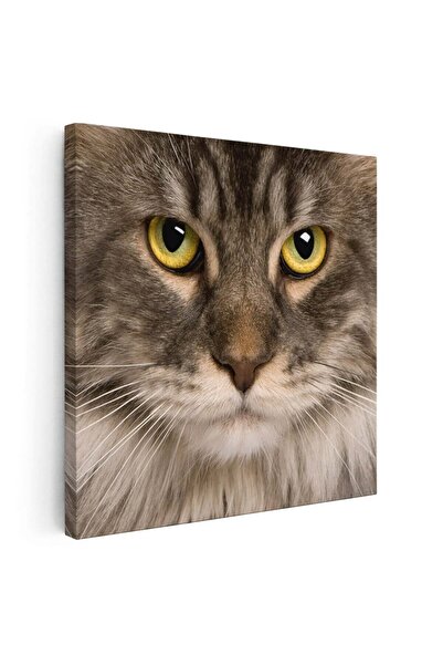 Tablou Canvas Tablou portret pisica Maine Coon, cod 4229