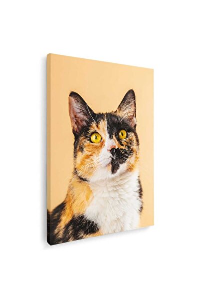 Tablou Canvas Tablou pisica uitandu-se in sus, cod 4250