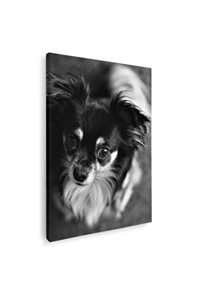 Tablou Canvas Tablou caine rasa Chihuahua, cod 4164