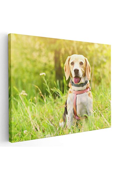 Tablou Canvas Tablou caine Beagle in natura, cod 4188