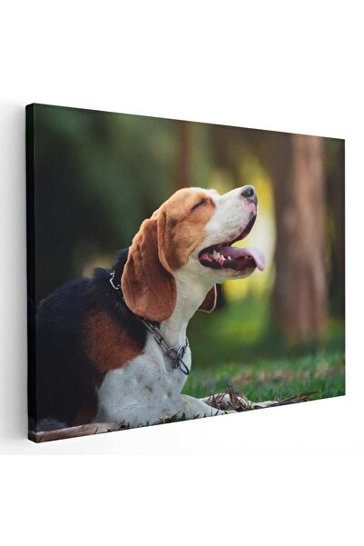 Tablou Canvas Tablou caine Beagle in natura, cod 4175
