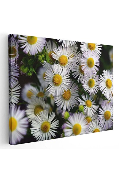 Tablou Canvas Tablou flori de musetel, cod 2642