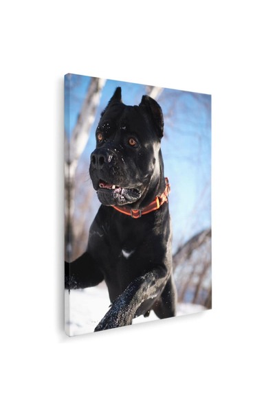 Tablou Canvas Tablou caine Cane Corso, cod 4162