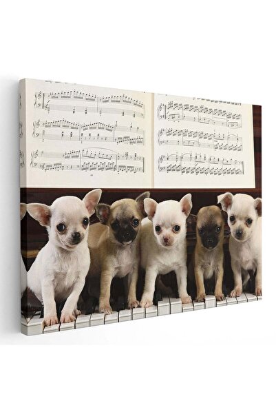 Tablou Canvas Tablou catei Chihuahua pe clape pian, cod 4168