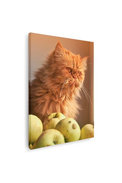 Tablou Canvas Tablou pisica persana cu mere, cod 4255