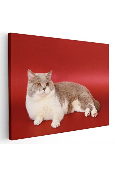 Tablou Canvas Tablou pisica maro cu alb, cod 4200