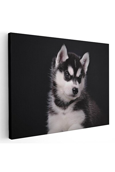 Tablou Canvas Tablou caine Husky siberian, cod 3254