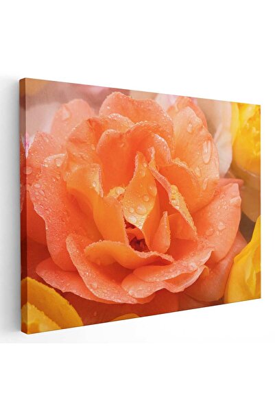Tablou Canvas Tablou floare trandafir portocaliu cu roua, cod 2633